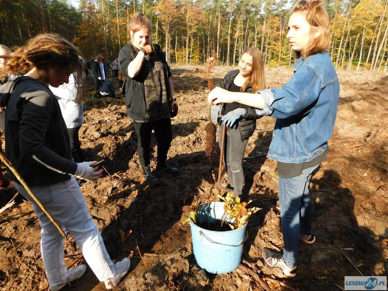 2000 drzew na 50-lecie (zdjęcia)