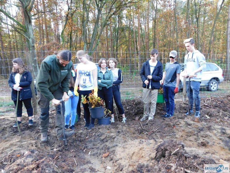 2000 drzew na 50-lecie (zdjęcia)