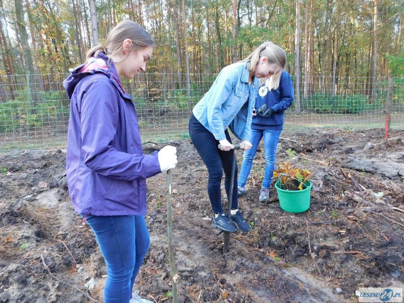 2000 drzew na 50-lecie (zdjęcia)