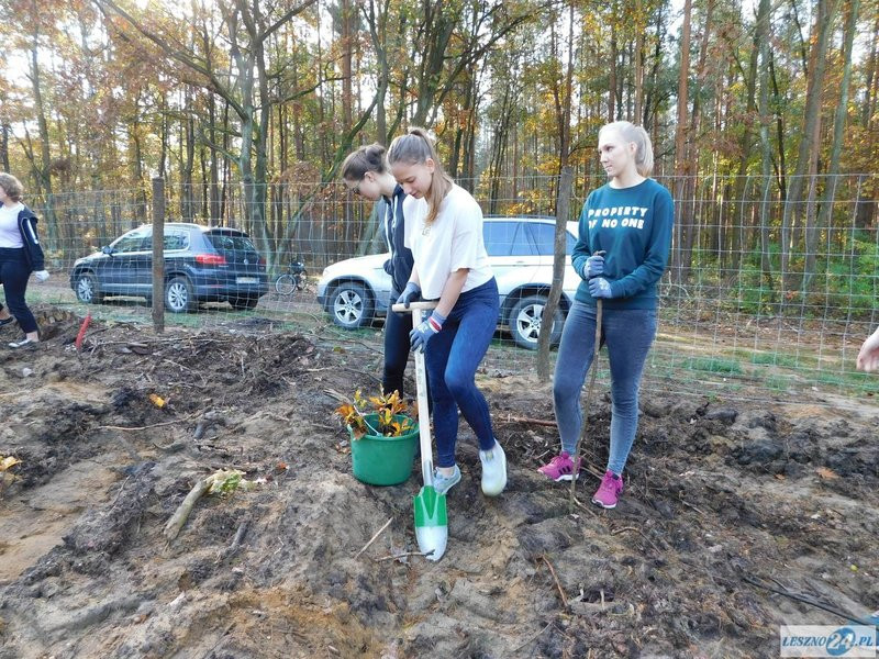 2000 drzew na 50-lecie (zdjęcia)