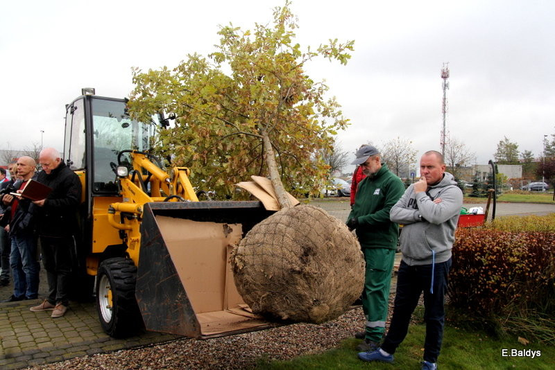 Dąb na 25-lecie firmy Winkhaus (zdjęcia)