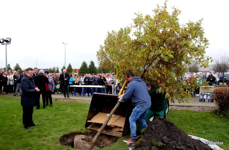 Dąb na 25-lecie firmy Winkhaus (zdjęcia)