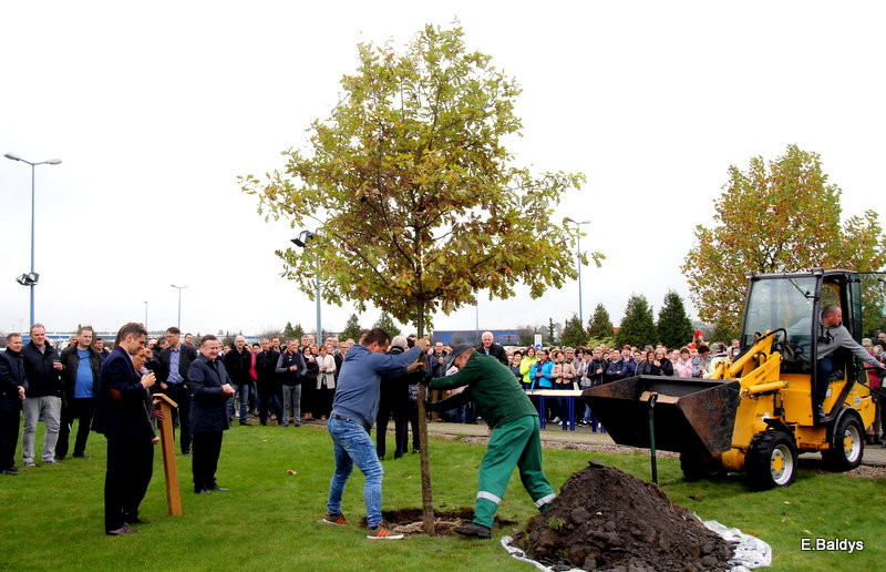 Dąb na 25-lecie firmy Winkhaus (zdjęcia)