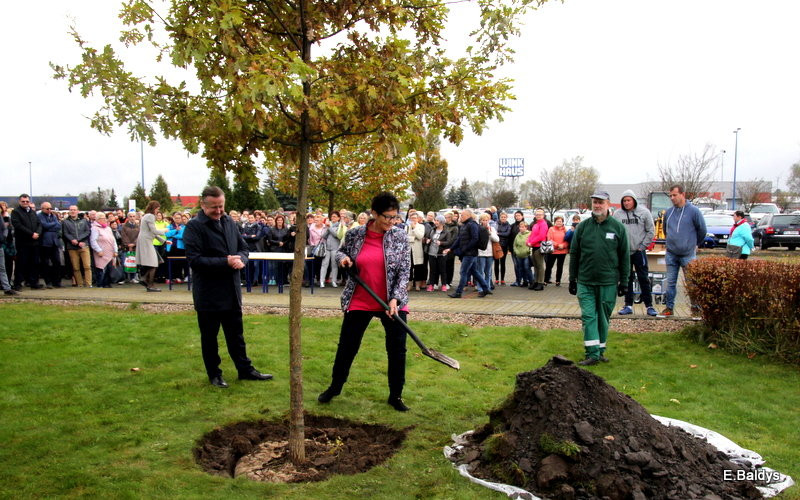 Dąb na 25-lecie firmy Winkhaus (zdjęcia)