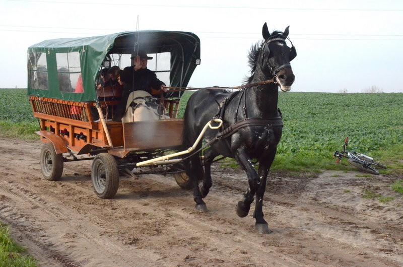 Lis dla Dominiki Kozak (zdjęcia)