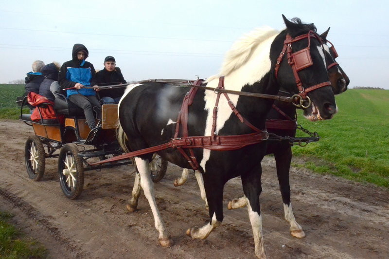 Lis dla Dominiki Kozak (zdjęcia)