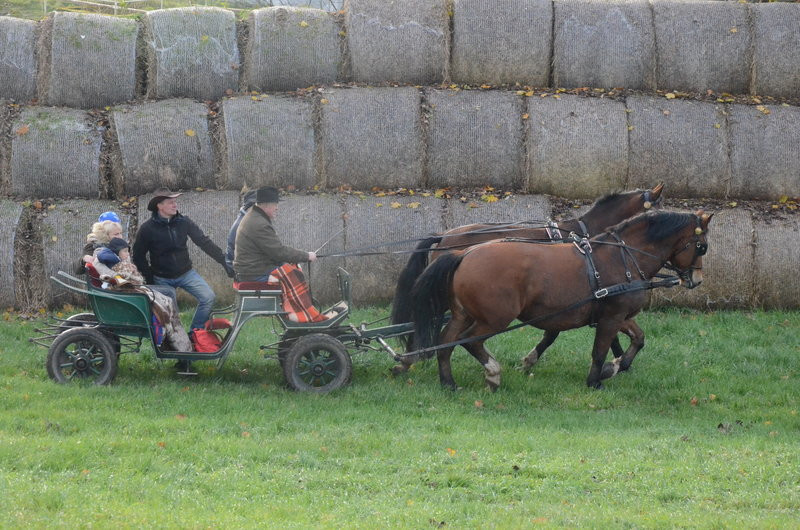 Lis dla Dominiki Kozak (zdjęcia)