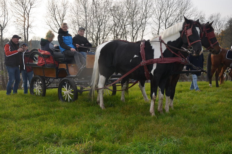 Lis dla Dominiki Kozak (zdjęcia)