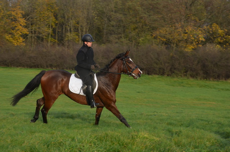 Lis dla Dominiki Kozak (zdjęcia)