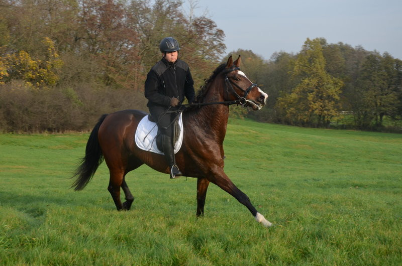 Lis dla Dominiki Kozak (zdjęcia)