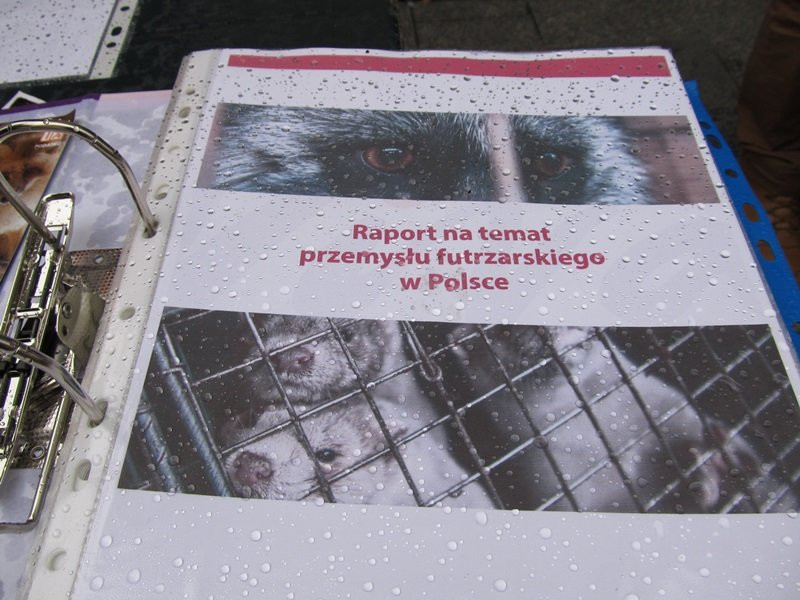 Zakaz hodowli zwierząt futerkowych coraz bliżej (zdjęcia)