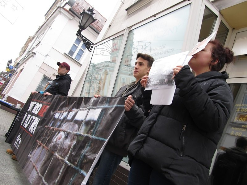 Zakaz hodowli zwierząt futerkowych coraz bliżej (zdjęcia)