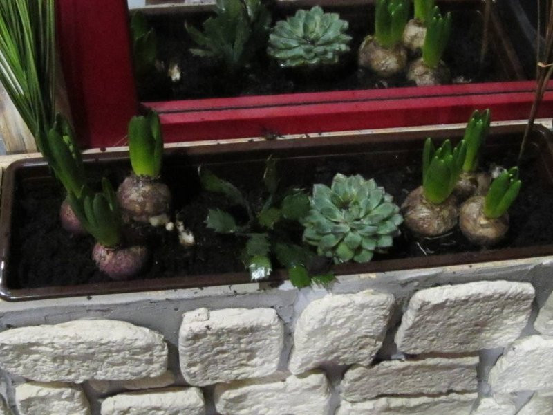 W miejskiej kamienicy otwarto grotę solną z piramidami (zdjęcia)