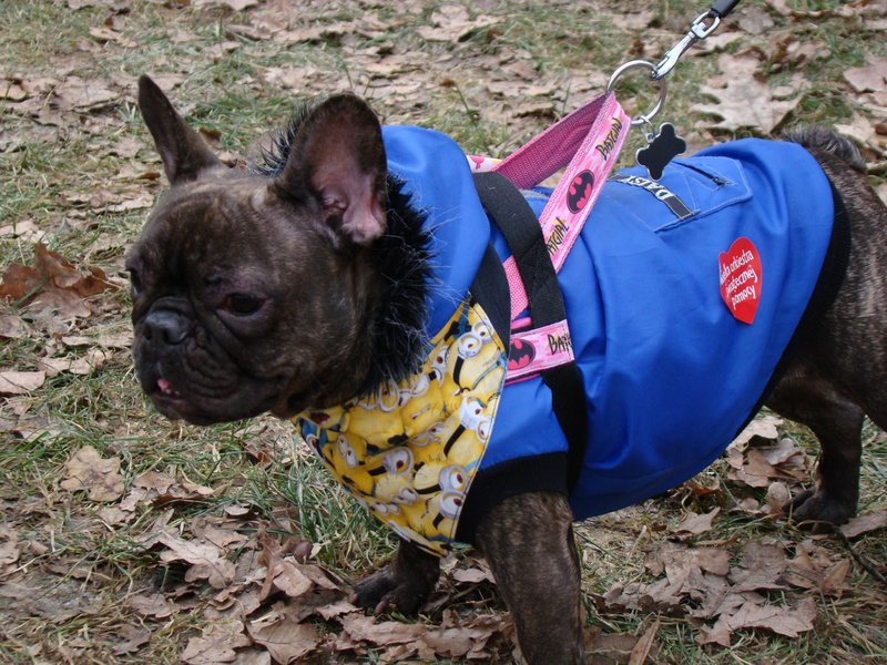 Rekordowy bieg, marsz i kijomarsz (zdjęcia)