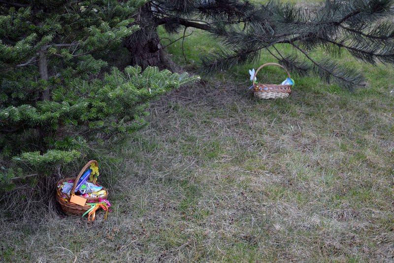 Zajączek odwiedził Drobnin (zdjęcia)