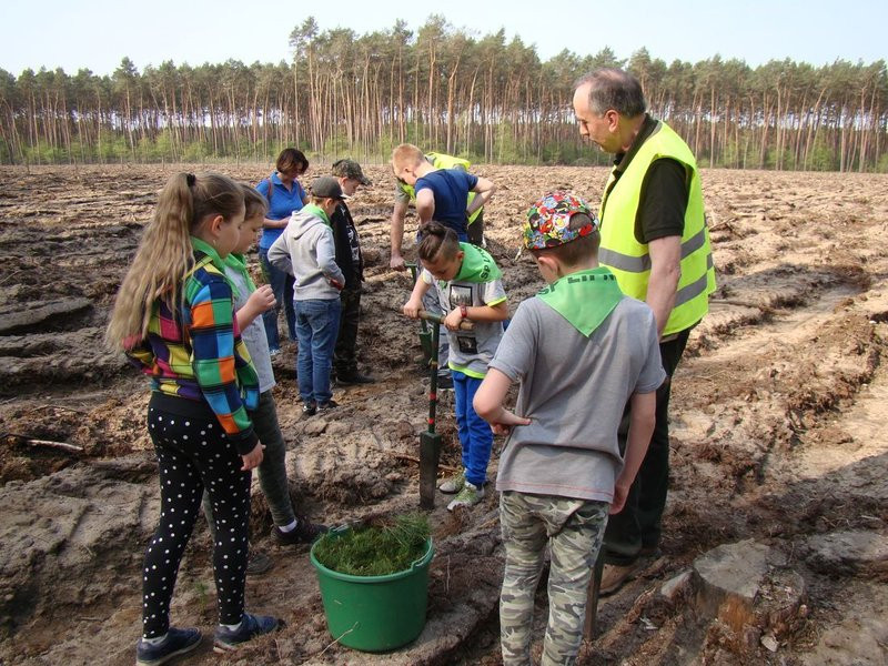 Młody las już rośnie (zdjęcia)