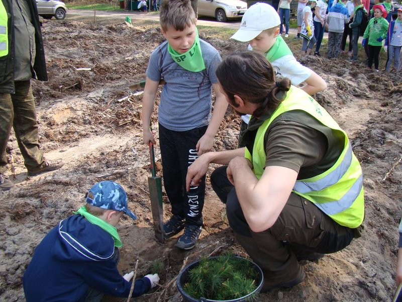 Młody las już rośnie (zdjęcia)