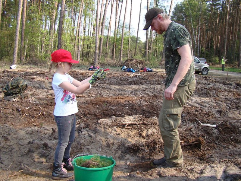 Młody las już rośnie (zdjęcia)