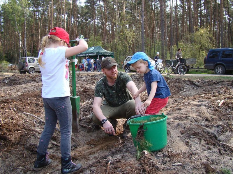 Młody las już rośnie (zdjęcia)