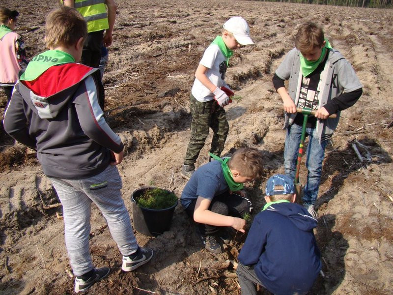 Młody las już rośnie (zdjęcia)