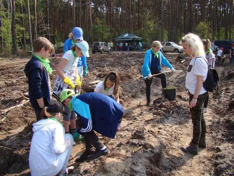 Młody las już rośnie (zdjęcia)