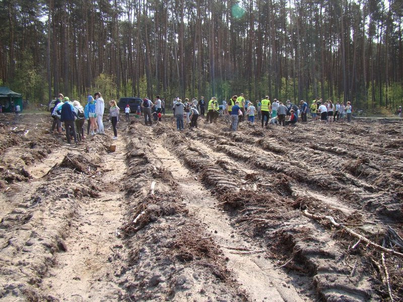 Młody las już rośnie (zdjęcia)