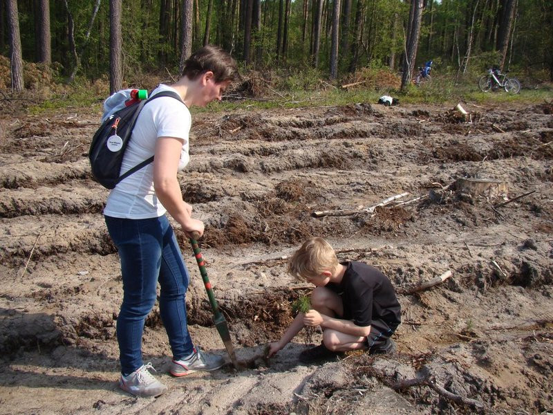 Młody las już rośnie (zdjęcia)