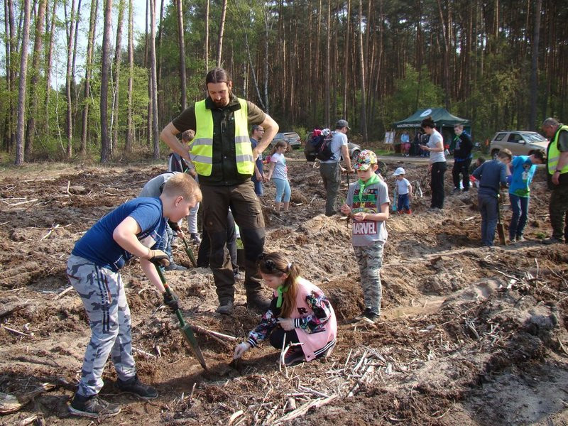 Młody las już rośnie (zdjęcia)