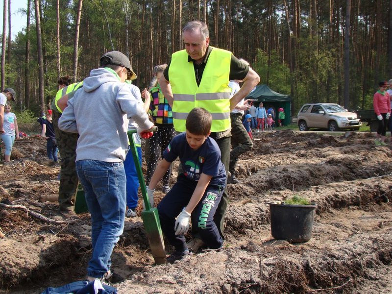 Młody las już rośnie (zdjęcia)