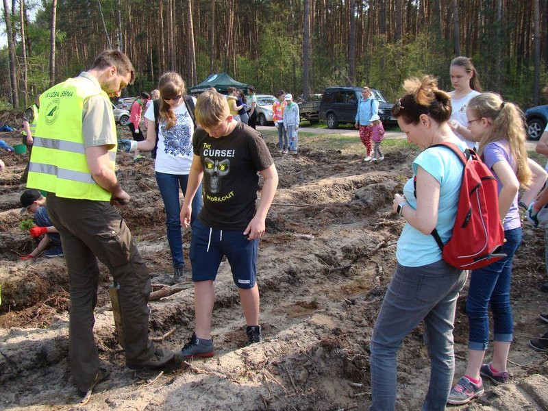 Młody las już rośnie (zdjęcia)
