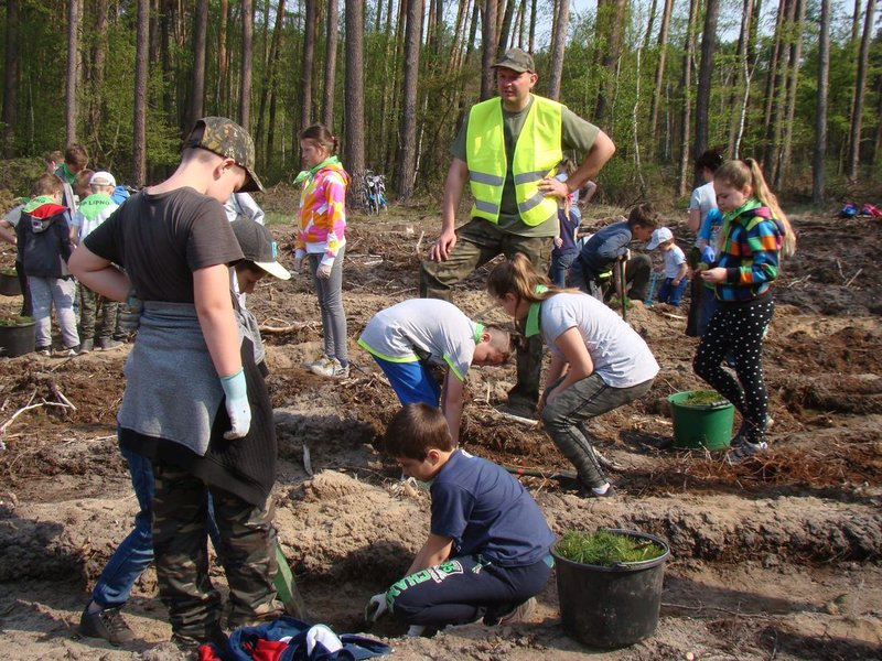 Młody las już rośnie (zdjęcia)