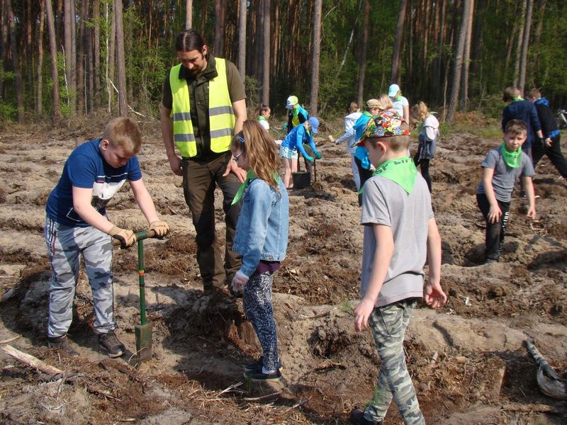 Młody las już rośnie (zdjęcia)