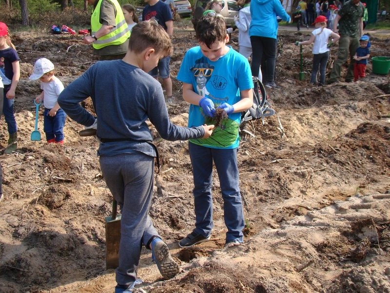 Młody las już rośnie (zdjęcia)