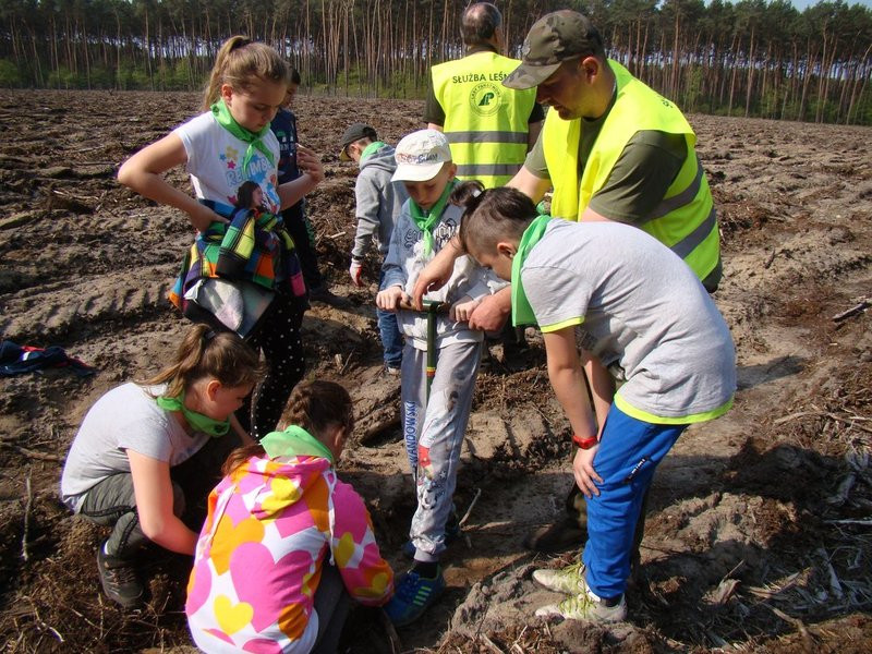 Młody las już rośnie (zdjęcia)