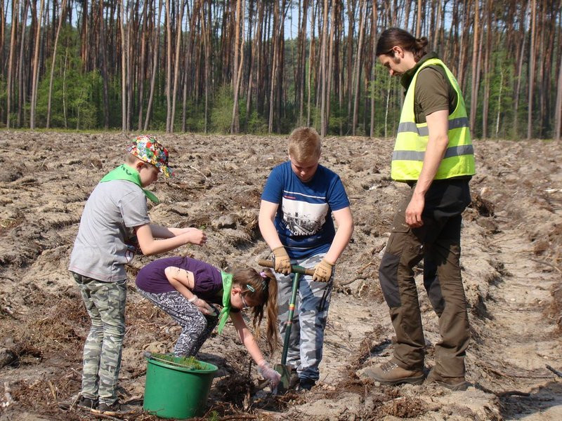 Młody las już rośnie (zdjęcia)