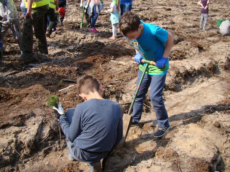 Młody las już rośnie (zdjęcia)