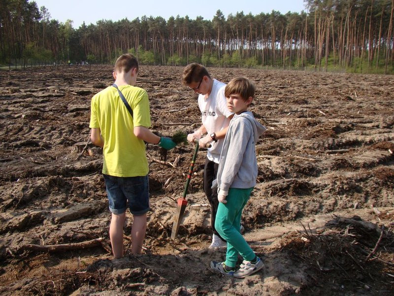 Młody las już rośnie (zdjęcia)