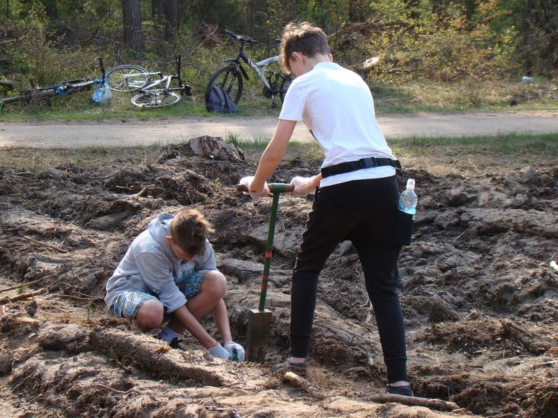 Młody las już rośnie (zdjęcia)
