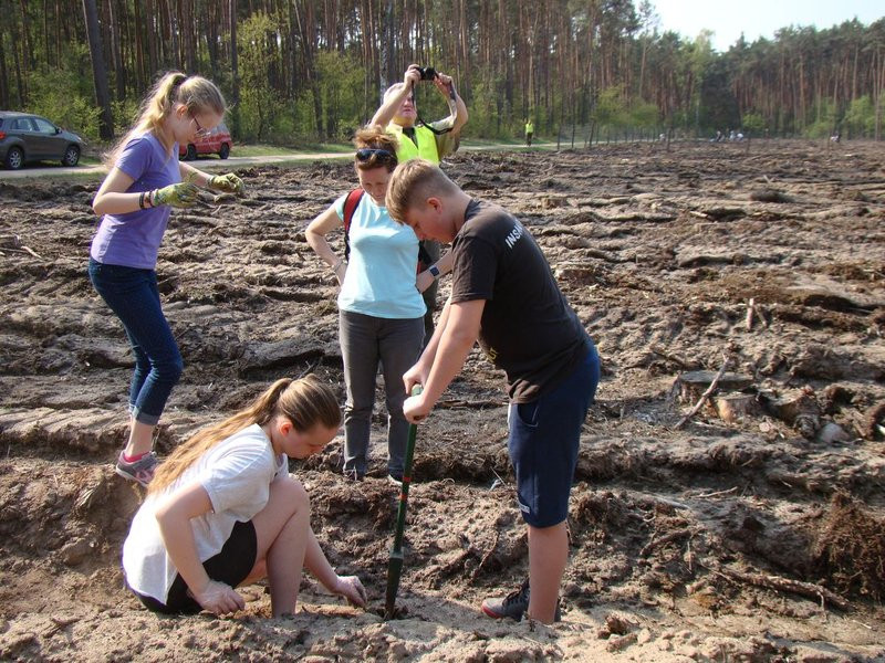 Młody las już rośnie (zdjęcia)
