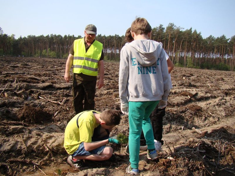 Młody las już rośnie (zdjęcia)