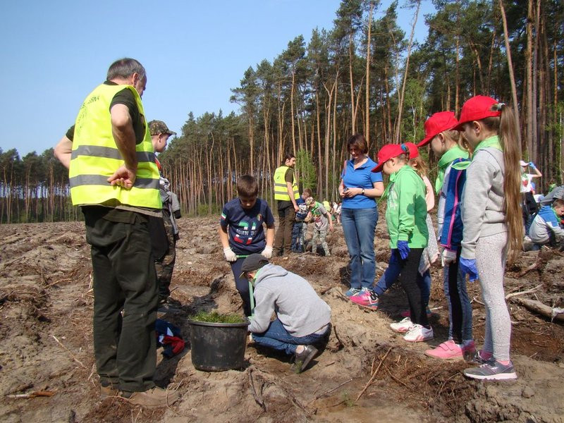 Młody las już rośnie (zdjęcia)