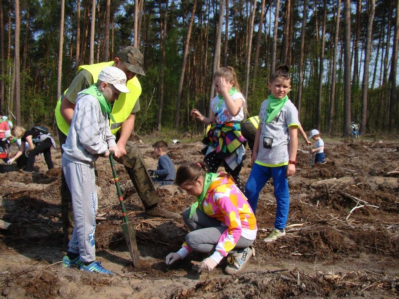 Młody las już rośnie (zdjęcia)