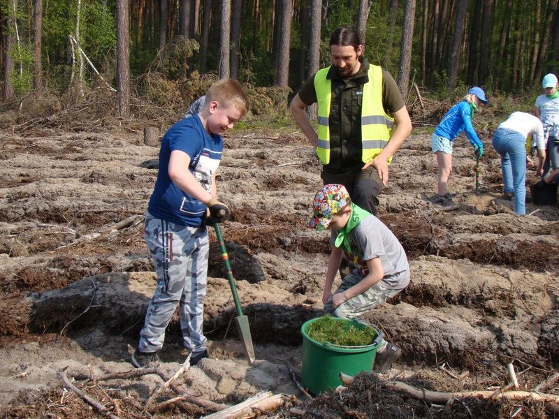 Młody las już rośnie (zdjęcia)
