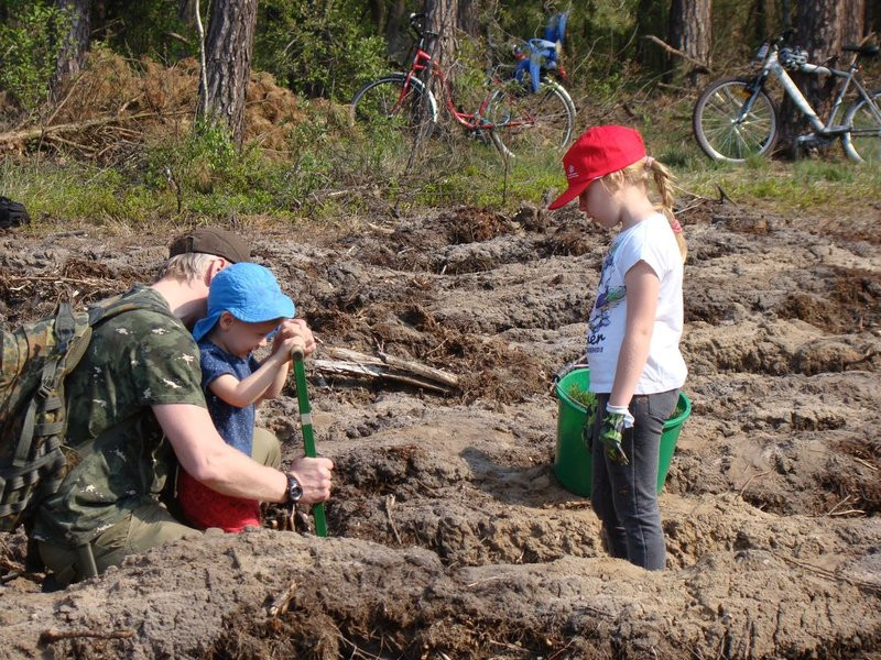 Młody las już rośnie (zdjęcia)