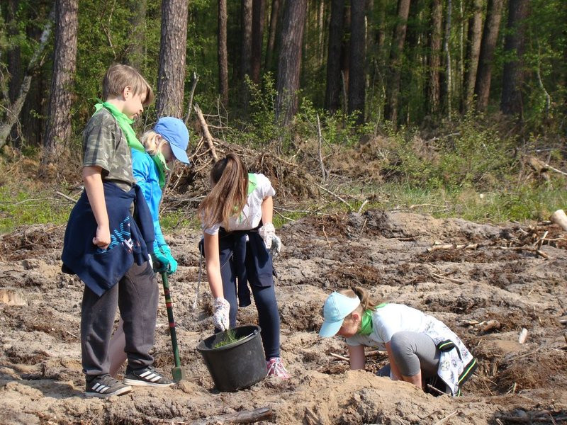 Młody las już rośnie (zdjęcia)