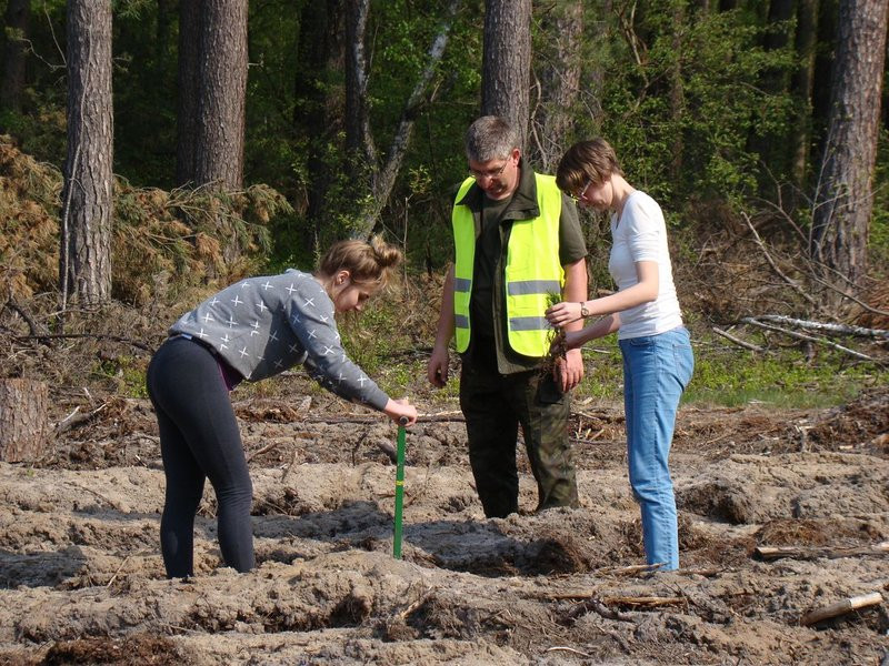 Młody las już rośnie (zdjęcia)