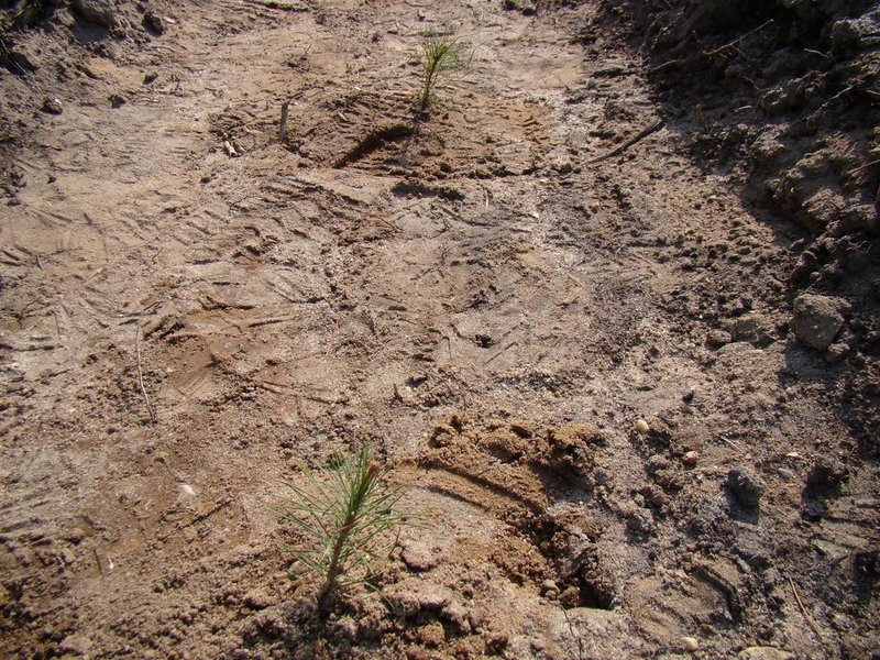 Młody las już rośnie (zdjęcia)