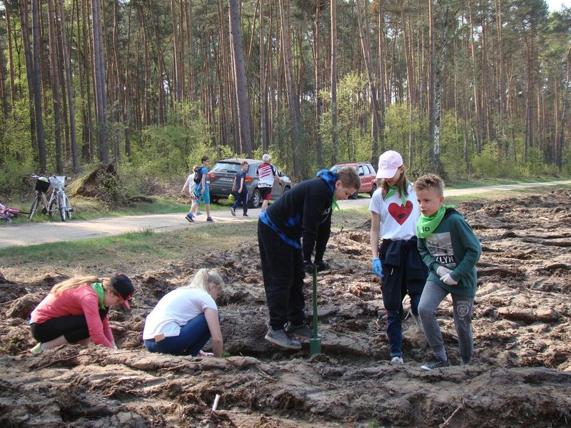Młody las już rośnie (zdjęcia)