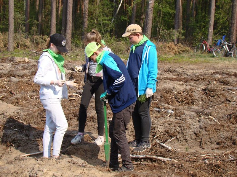 Młody las już rośnie (zdjęcia)