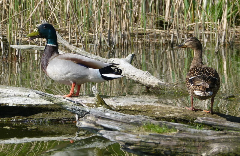 Kajakami z Osiecznej do Kościana (zdjęcia)